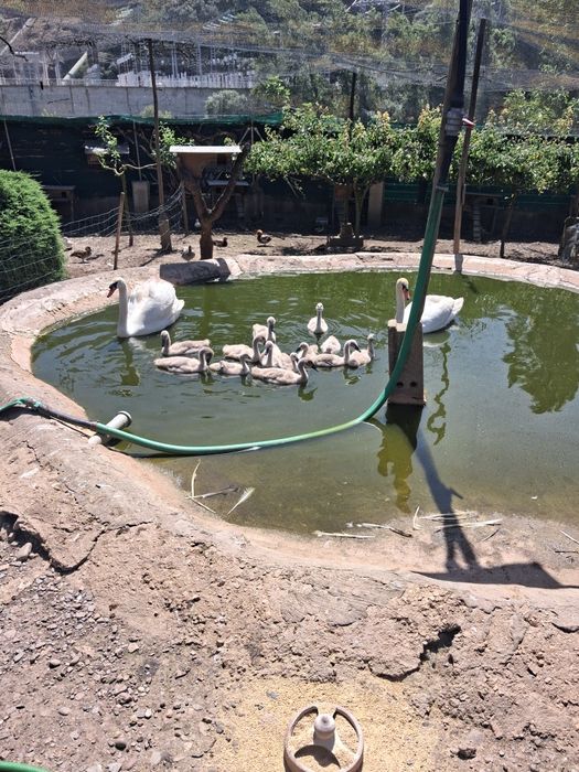 Cisnes brancos reprodutores