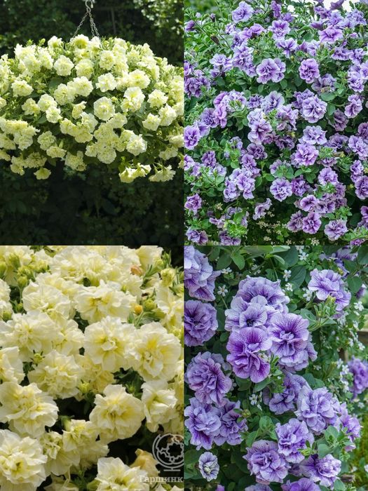 Сурфінія,петунія,калібрахоа,бакопа,вербена,гвоздика,глехома варегата