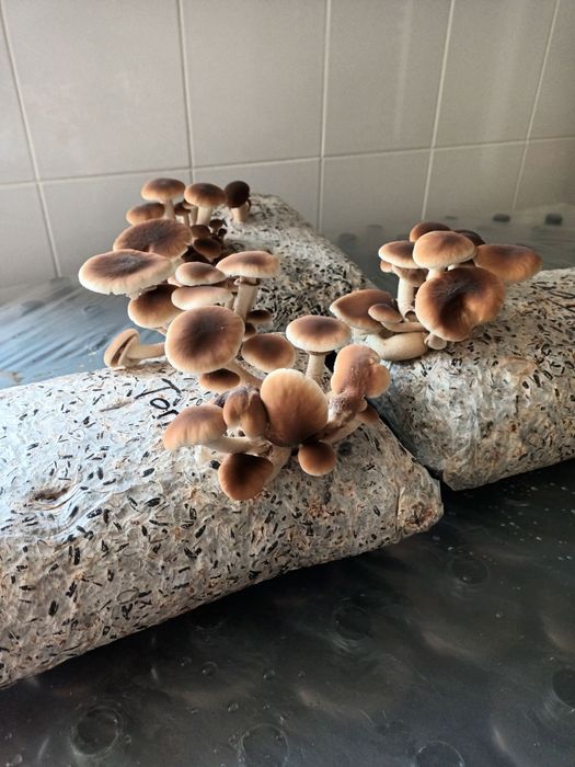 Продам мицелий шиитаке,опята ,эринги