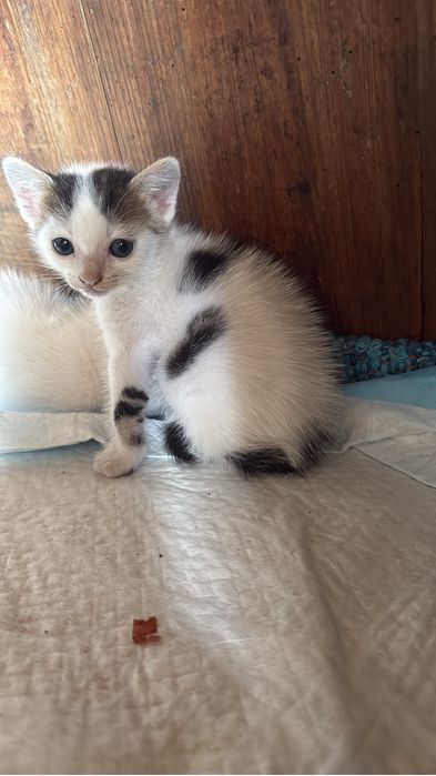 Gatinha bebe para adocao responsavel
