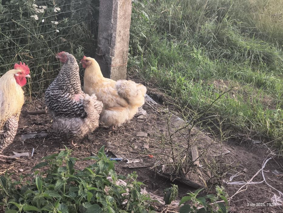 Kury rasy Orpington