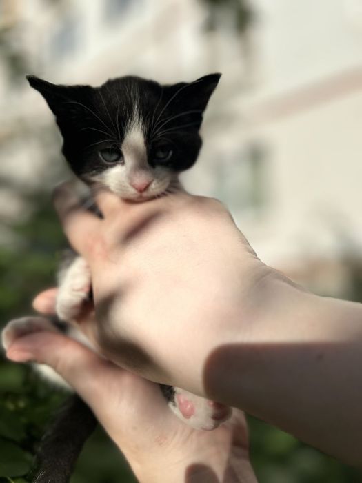 Котенок мальчик бесплатно