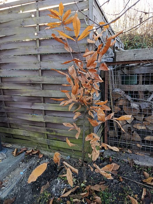 Kasztan jadalny 150cm