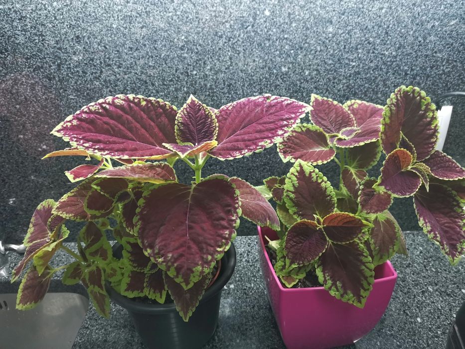 Planta viçosa cóleus - "Coração magoado"