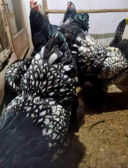 Брама срібло яйце