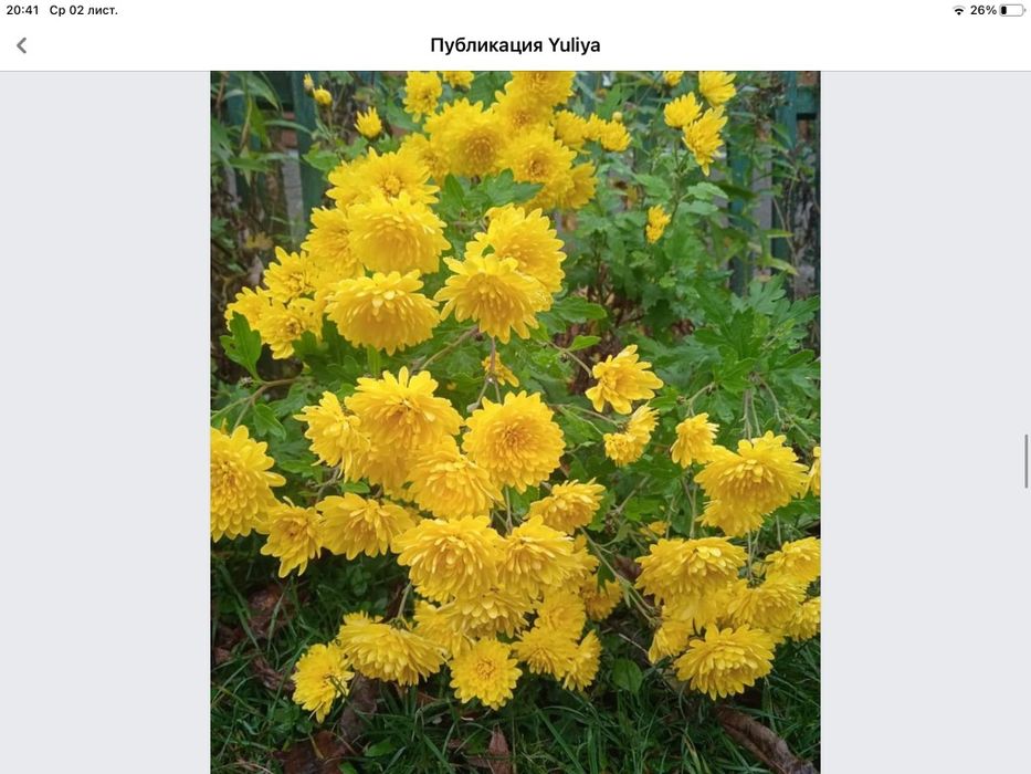Хризантеми не дорого