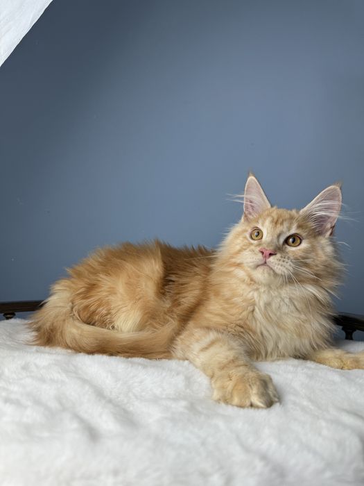 Яркий рыжий мальчик мейн кун 4 месяца крупная линия