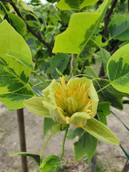 Tulipanowiec Amerykański aureomarginatum