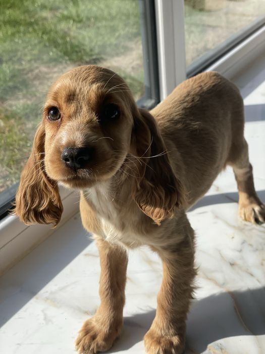 Cocker Spaniel Angielski suczka