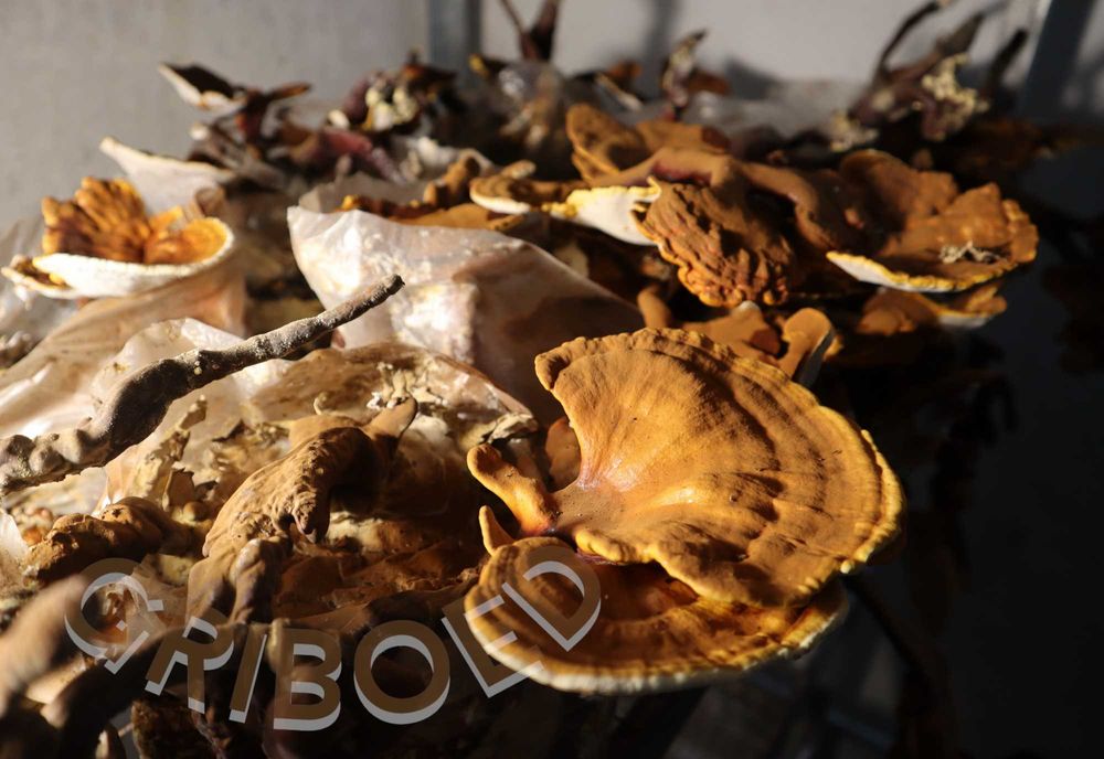 Гриб РЕЙШІ - 250 грам. Плодові тіла, перемелені на порошок.