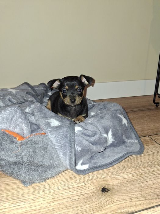 Piesek pinczer miniatura