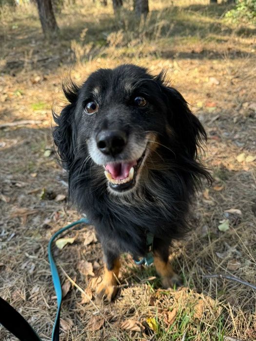 Gomez - starszy psiak szuka domu