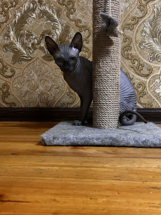 Сфінкс котик вязка