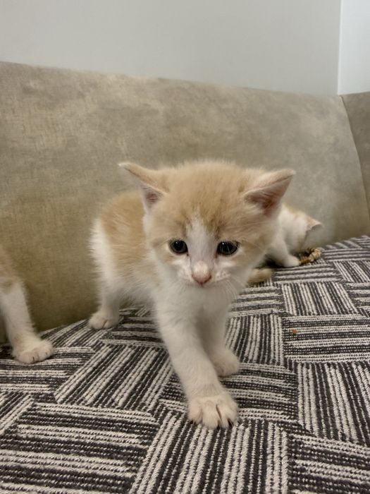Кошенята котята хлопчики безкоштовно