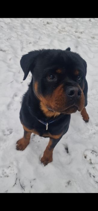Rottweiler - pies ZKwP