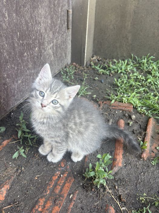 Котенята домашні