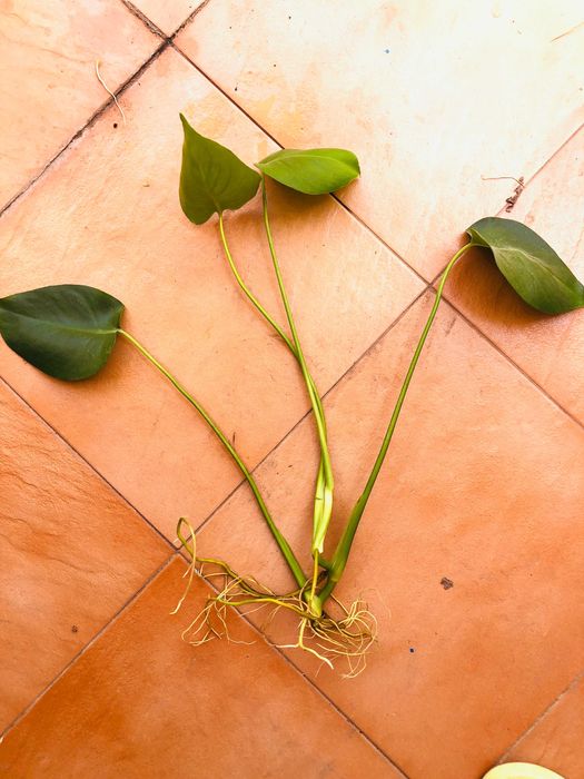 Monstera deliciosa – vários tamanhos disponíveis
