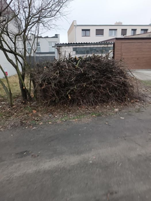 Gałęzie / drzewo / drewno oddam za darmo