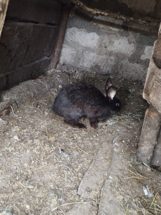 Продам або обміняю на кроличку
