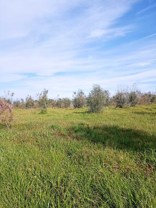 Quinta de 10 Hectares de Olival