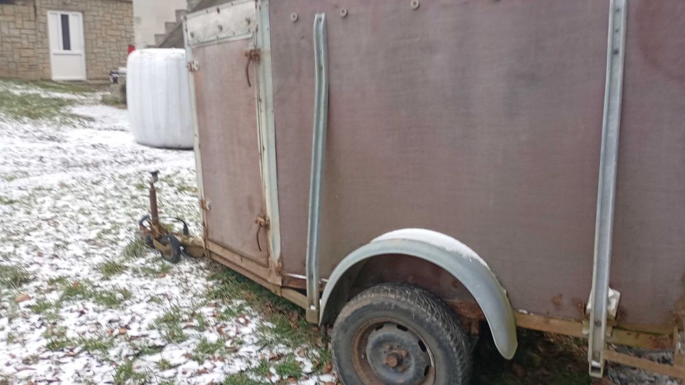 Jagnięta , cielęta