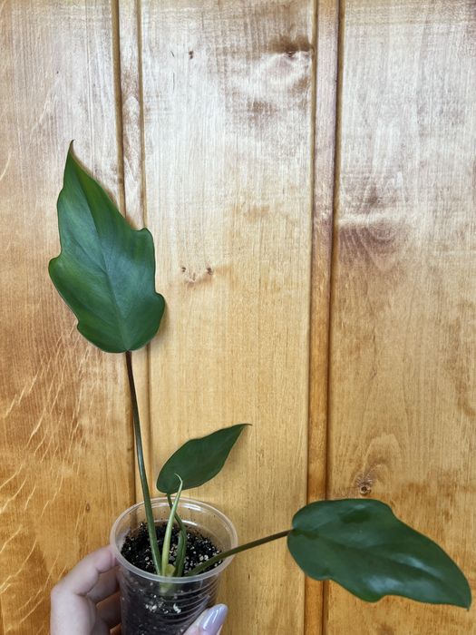 Філодендрон radiatum