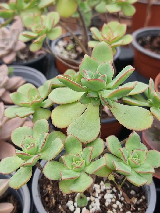 Suculet Aeonium haworthii 'Kiwi',