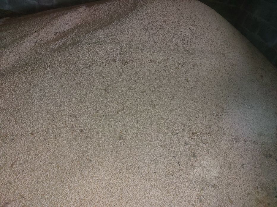 Łubin słodki do siewu