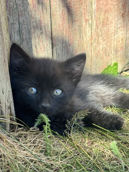 Кошеня, Кошенята шукають  люблючу родину.