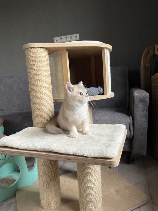 Золотий ліловий шиншила