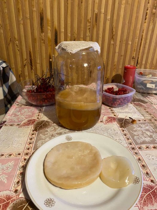 Продам чайний гриб