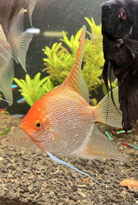 Великі скалярії 15-17см