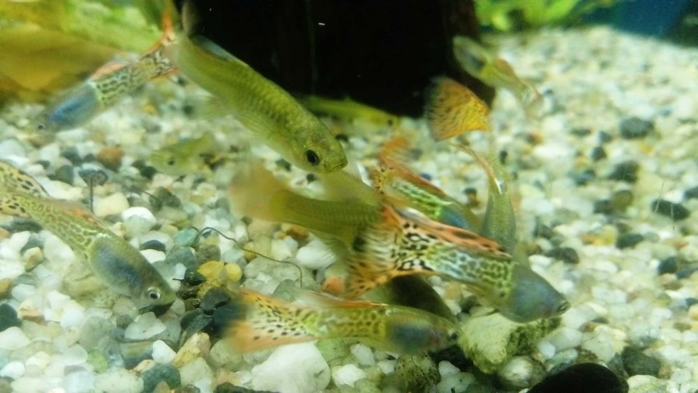 Gupik Moskiewski Filigram Rasowe Samiec Samica