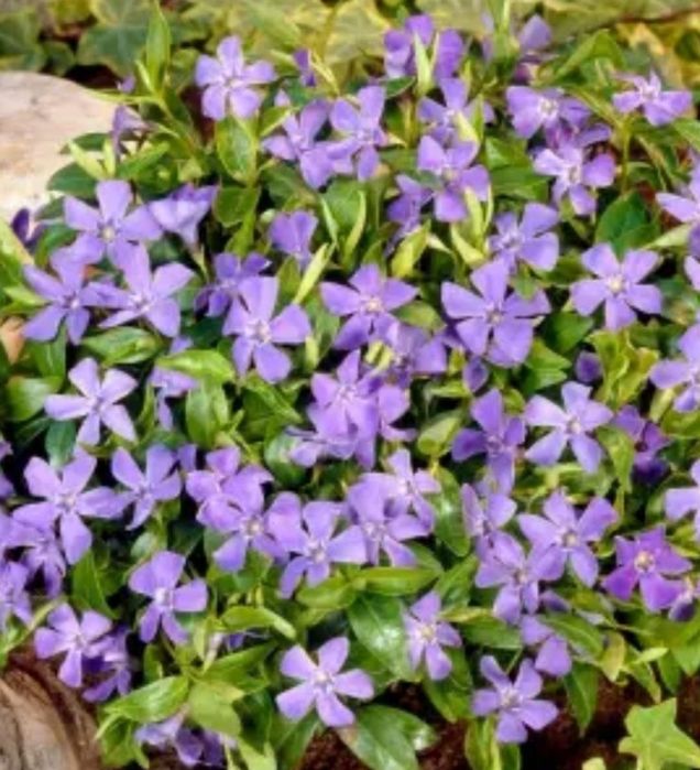 Rośliny starodawne Sadzonki kopane z gruntu