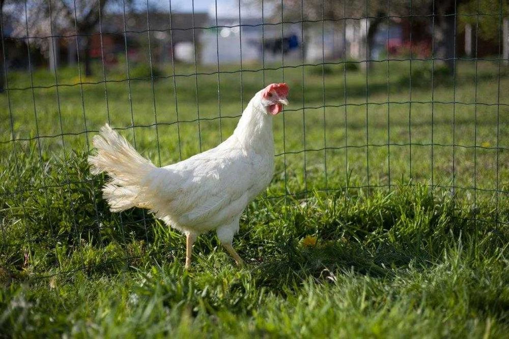 Kury nioski Tetra tintet dowóz Gratis