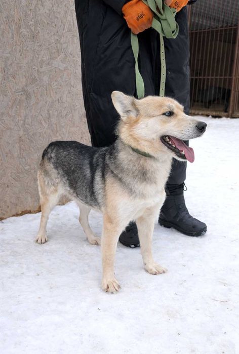 Хаскі метис в добрі руки (дівчинка, молода, активна, не на ланцюг)