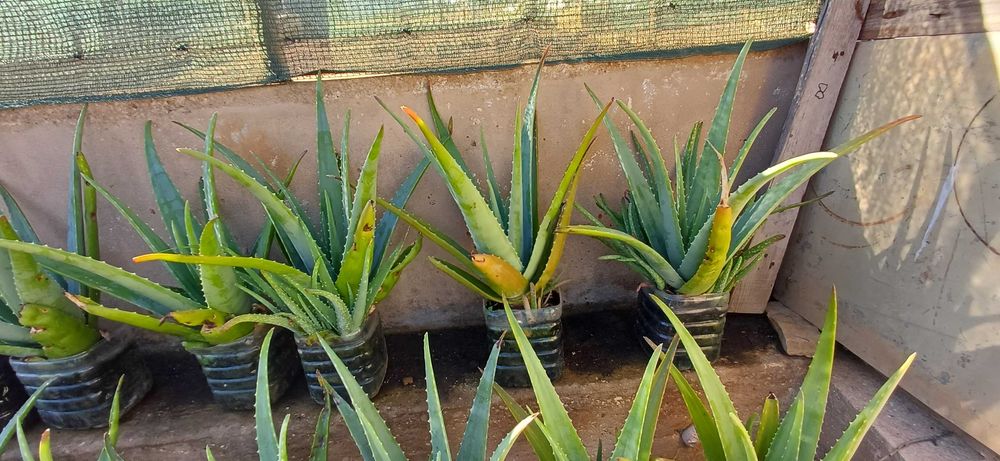 Aloe Vera (em vaso)