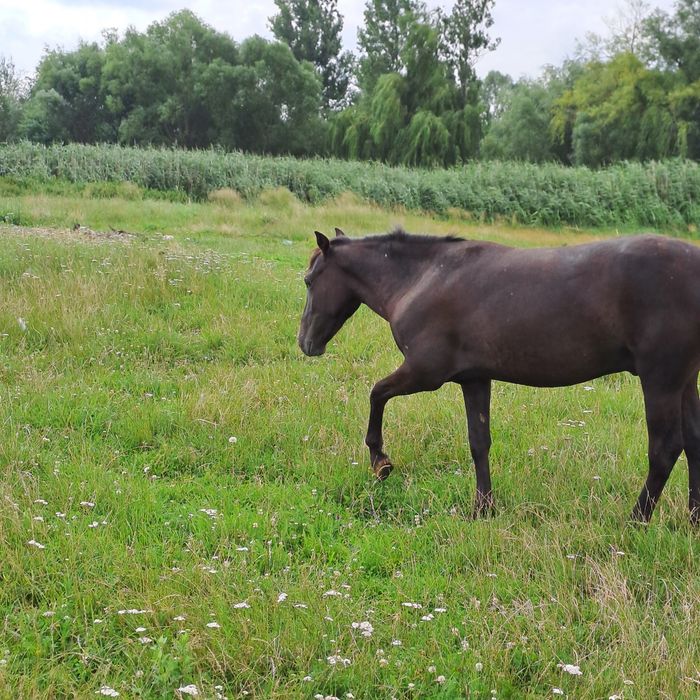 Sprzedam Ogierka