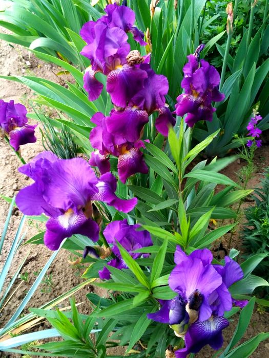 Ирис фиолетовый интересный