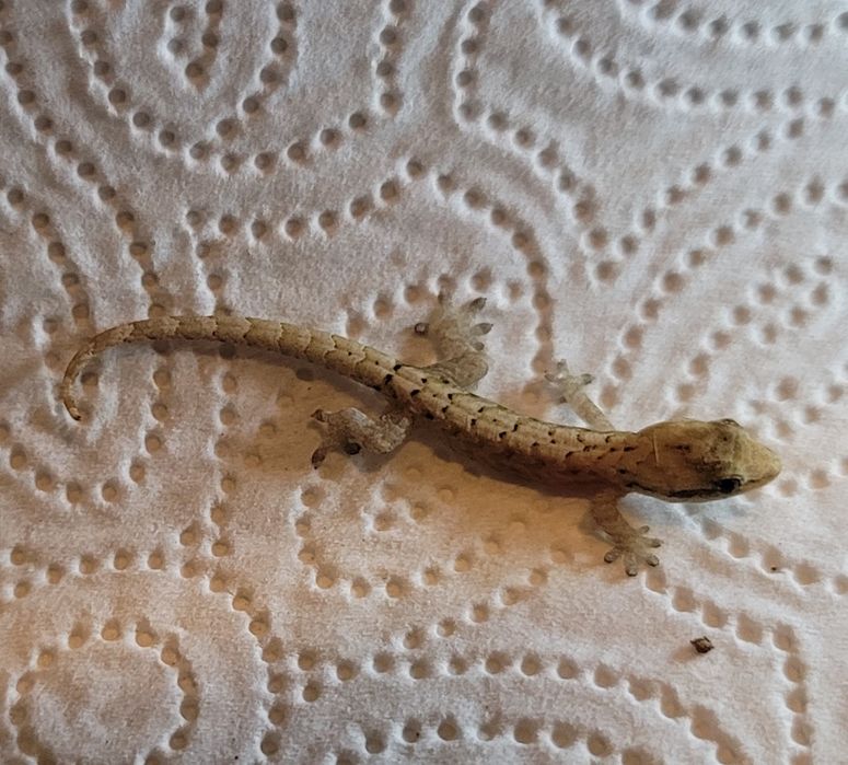 Gekon płaczący jaszczurka młode