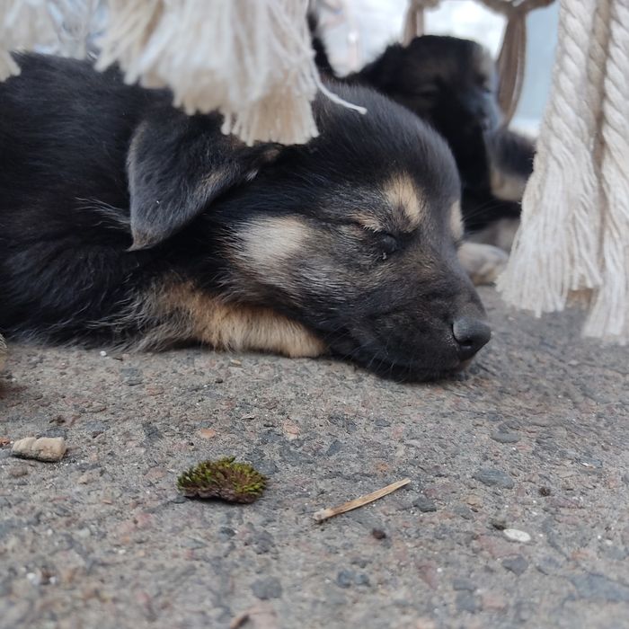 Собаченята, песик, цуцик