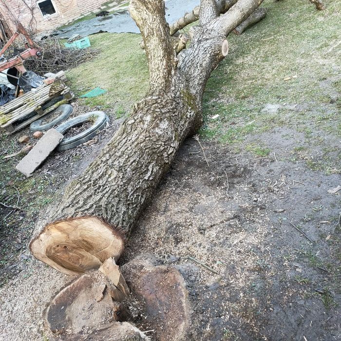 Świeżo ścięty pień orzecha