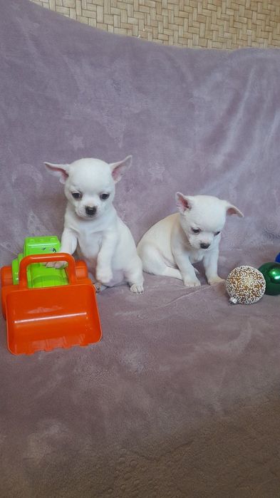 Цуценятка чіхуахуа. З доставкою у Ваше місто