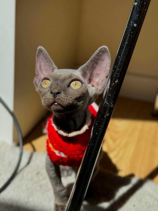Devon Rex kotka z rodowodem FPL