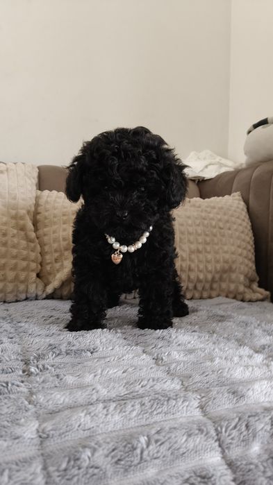 Dziewczyna teacup pudel