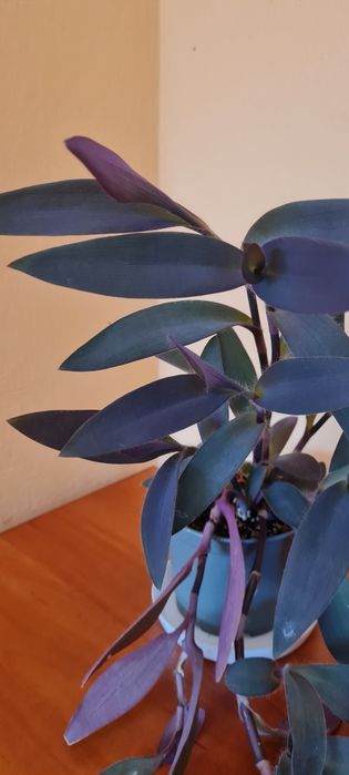 Duża gęsta mocna zdrowa trzykrotka purpurowa  + gratis