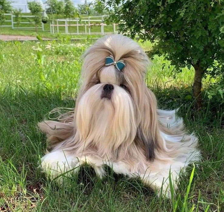 Shih Tzu Zkwp FCI. Śliczny szczeniak