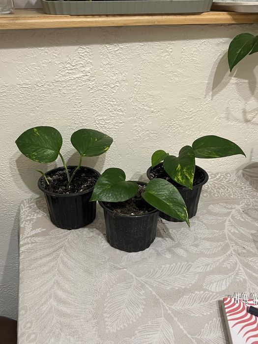 Епіпремнум ліана кімнатна