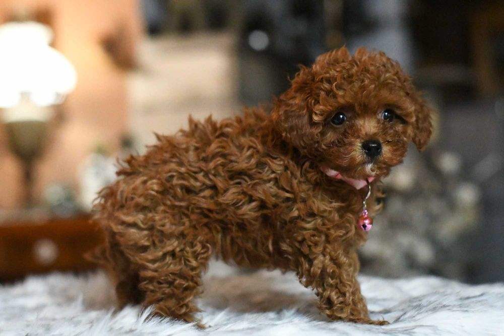 Pudelek toy sunia UMA toy red brown