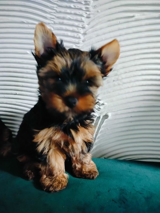 Yorkshire terrier Abi i Archi gotowe do sprzedania